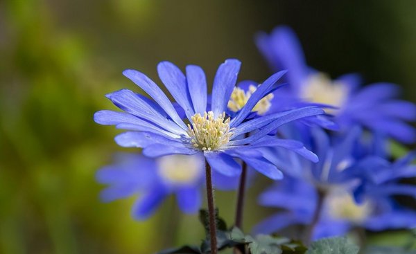 雏菊花语是什么含义