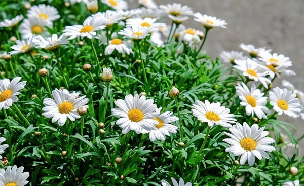 雏菊花语是什么含义