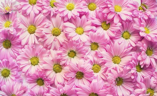 雏菊花语是什么含义