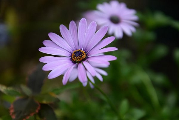 雏菊花语是什么含义