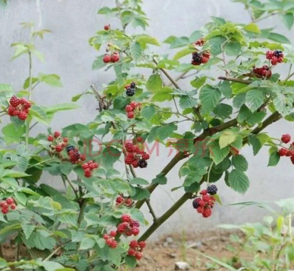 榆树风水禁忌及讲究说法