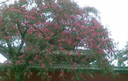 榆树风水禁忌及讲究说法