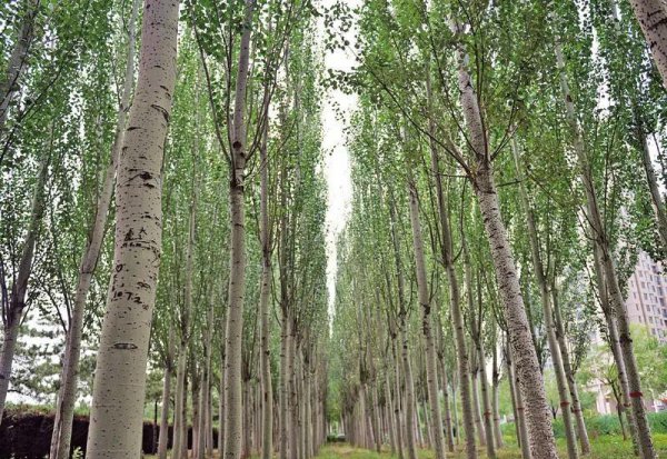 榆树风水禁忌及讲究说法