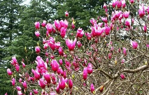 榆树风水禁忌及讲究说法