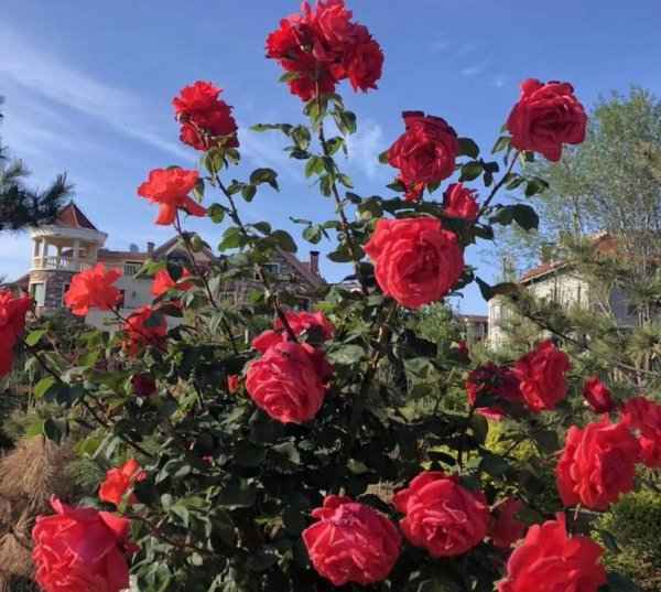 榆树风水禁忌及讲究说法