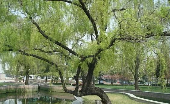 榆树风水禁忌及讲究说法