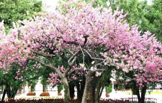 榆树风水禁忌及讲究说法