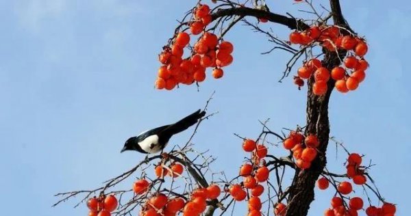 榆树风水禁忌及讲究说法