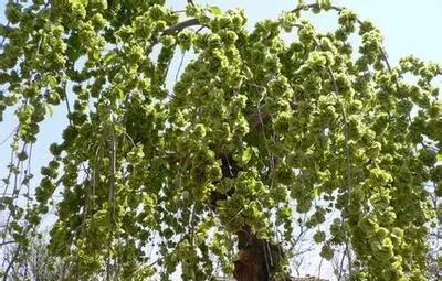 榆树风水禁忌及讲究说法