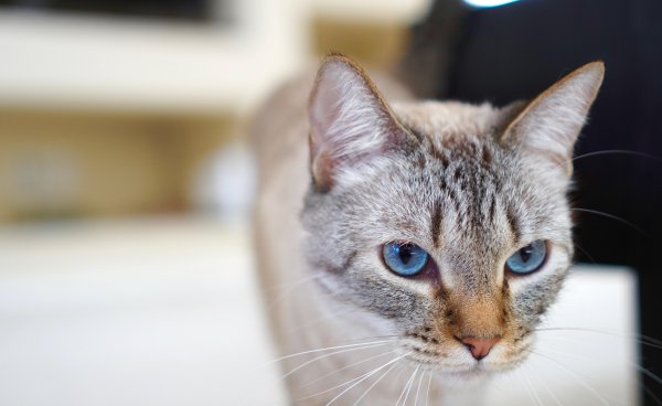 猫咪只吃猫粮可以吗