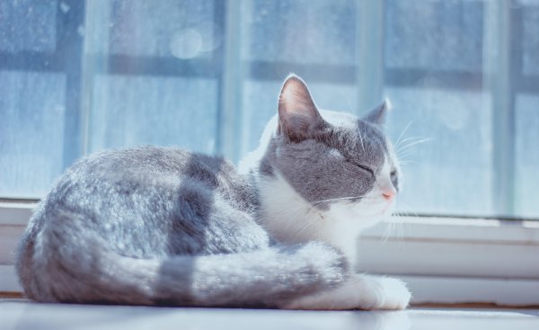 猫咪只吃猫粮可以吗