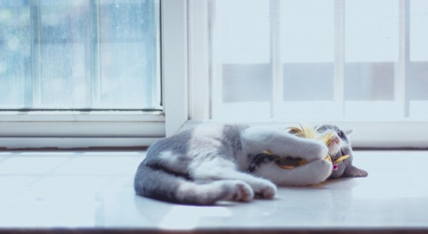 猫咪只吃猫粮可以吗