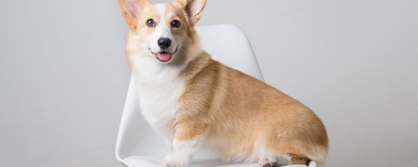 小狗吃排骨的好处与坏处