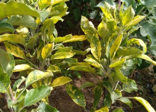 苹果树病虫害防治技术与方法措施