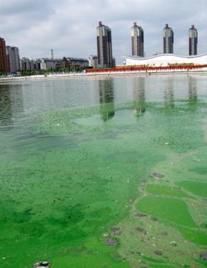 世界上最小的光合自养生物是什么