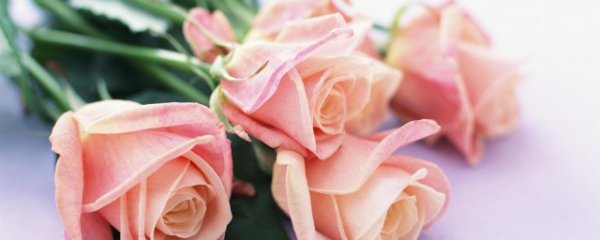 什么花束适合送妈妈呢