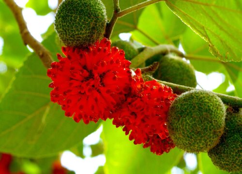 枸桃树果子能吃吗