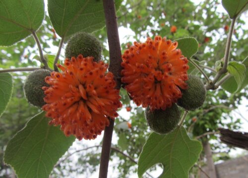 枸桃树果子能吃吗