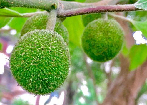 枸桃树果子能吃吗