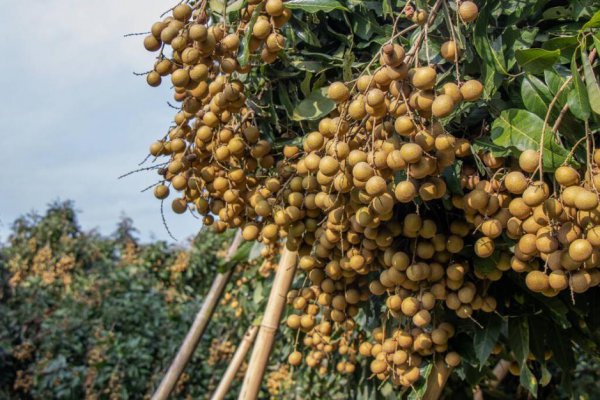 中国人口最多的县城是哪个