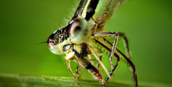 人类为什么不灭绝蚊子