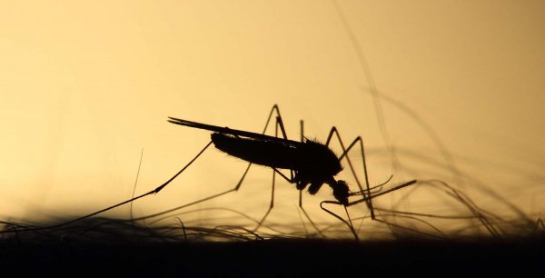 人类为什么不灭绝蚊子