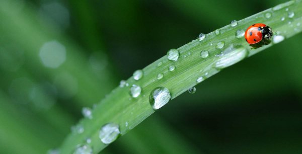 人类为什么不灭绝蚊子