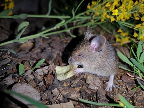 十二生肖真正的老大是谁