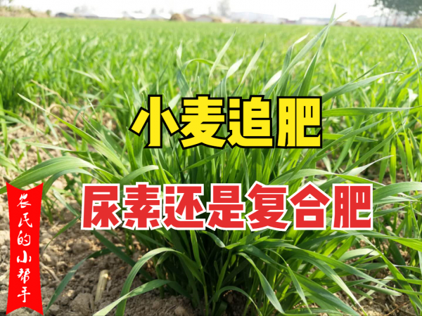 小麦追肥用尿素还是复合肥效果好