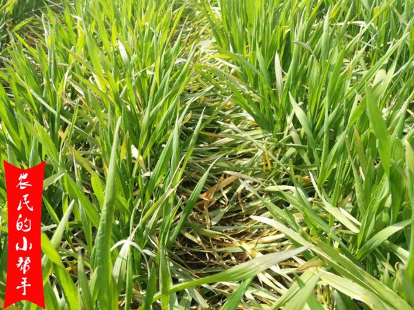 小麦追肥用尿素还是复合肥效果好