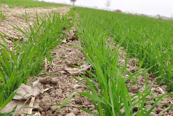 小麦追肥用尿素还是复合肥效果好