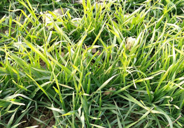 小麦追肥用尿素还是复合肥效果好