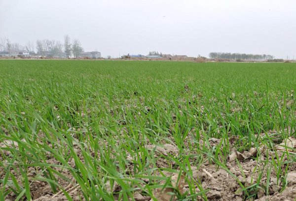 小麦追肥用尿素还是复合肥效果好