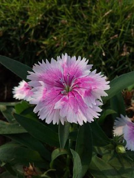 坦然面对生活经典语录推荐