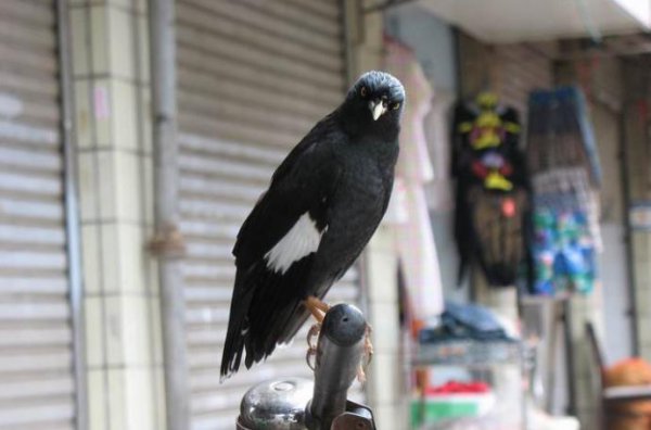 家养宠物有哪些