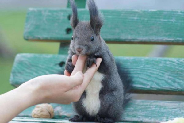 家养宠物有哪些