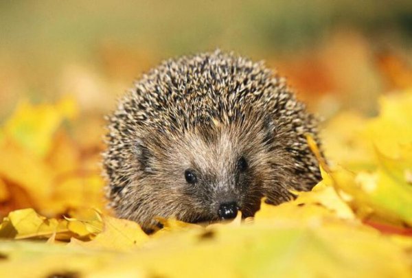 家养宠物有哪些