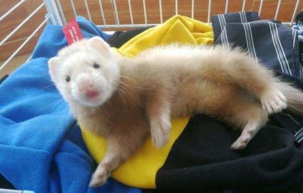 家养宠物有哪些