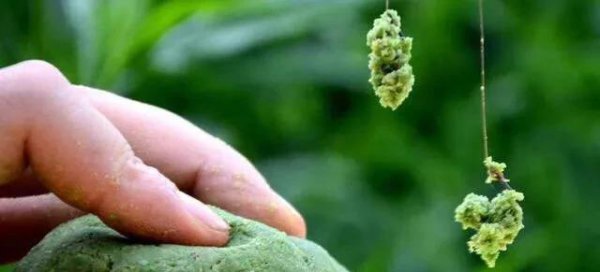 拉饵开饵技巧手法教程