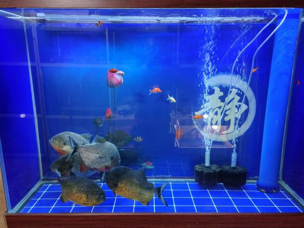 鱼缸长褐藻说明水质怎么样