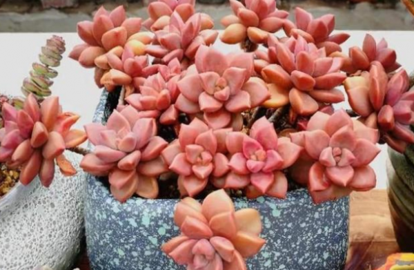 零下十度冻不死的多肉