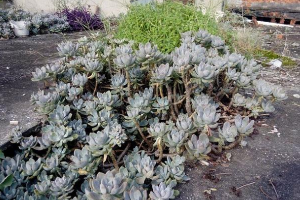 零下十度冻不死的多肉