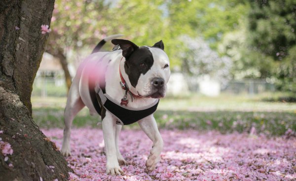 比特犬和藏獒哪个厉害