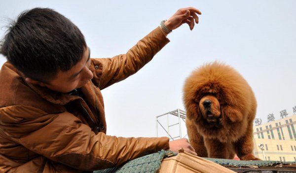 比特犬和藏獒哪个厉害