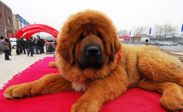 比特犬和藏獒哪个厉害