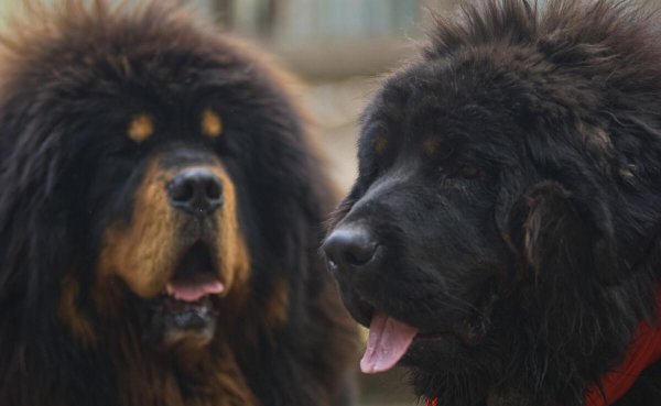 比特犬和藏獒哪个厉害