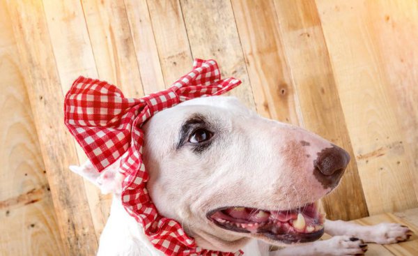 比特犬和藏獒哪个厉害