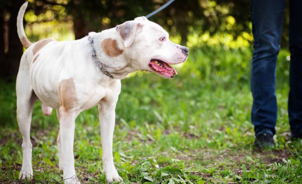 比特犬和藏獒哪个厉害