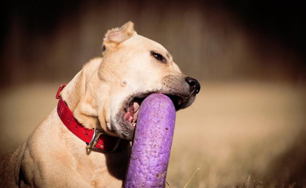 比特犬和藏獒哪个厉害