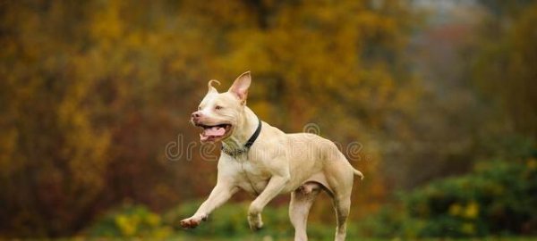 比特犬和藏獒哪个厉害